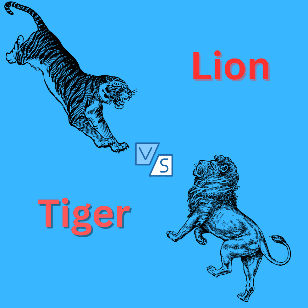 There are many species of tiger. In which the Bengal tiger of India is very dangerous. While the Siberian tiger found in Russia is also very dangerous compared to the rest of the tiger. The Bengal tiger also the most dangerous animals world. India's national animal is Bengal tiger.