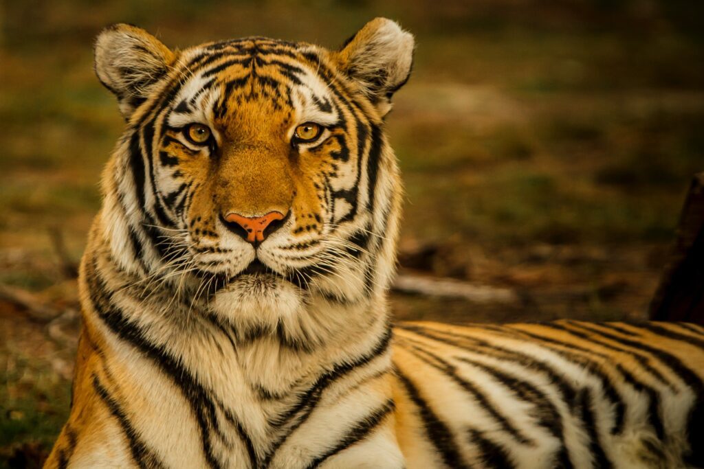 There are many species of tiger. In which the Bengal tiger of India is very dangerous. While the Siberian tiger found in Russia is also very dangerous compared to the rest of the tiger. The Bengal tiger also the most dangerous animals world. India's national animal is Bengal tiger.